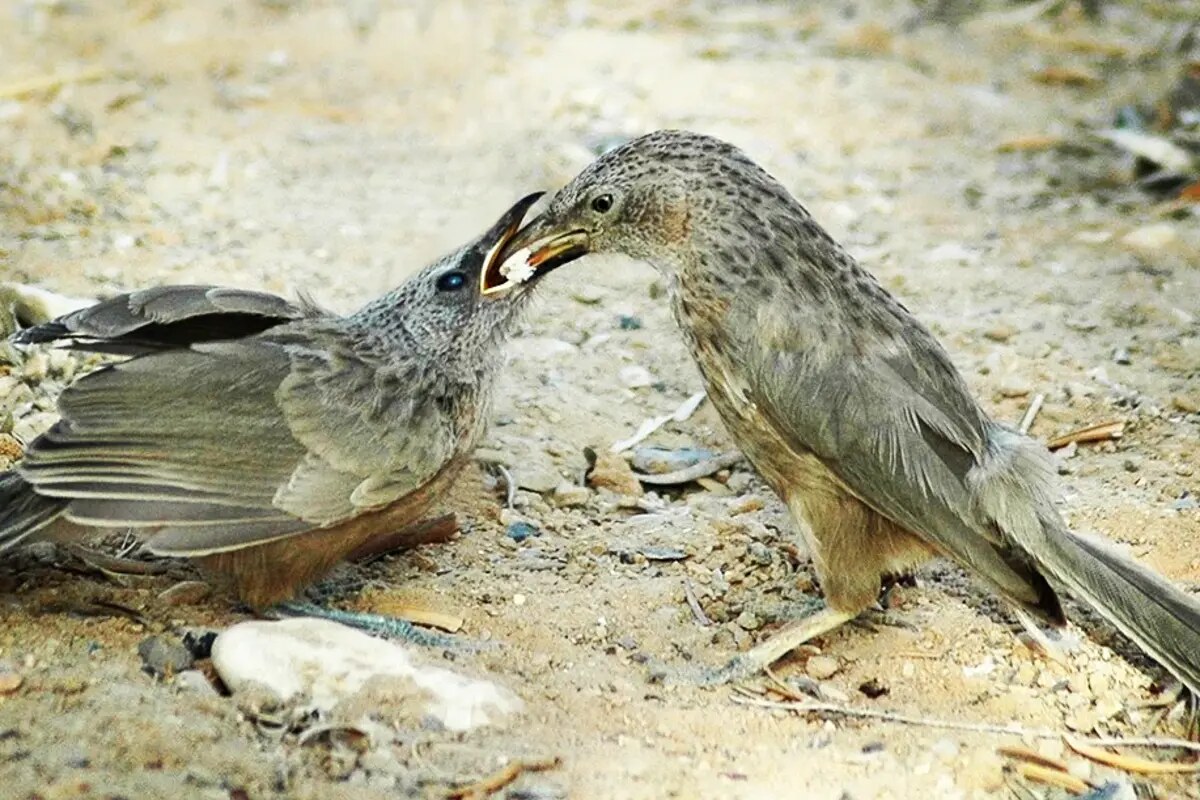 זנבנים בסביבתם הטבעית בערבה